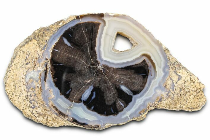 Petrified Wood (Schinoxylon) Round - Blue Forest, Wyoming #362437